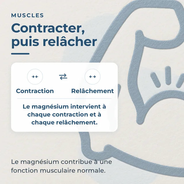 Infographie contraction et relâchement du muscle avec le magnésium