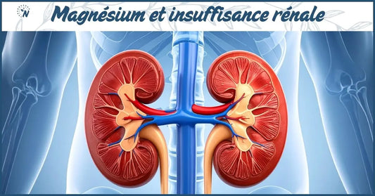 Bannière magnésium et insuffisance rénale, zoom sur les reins